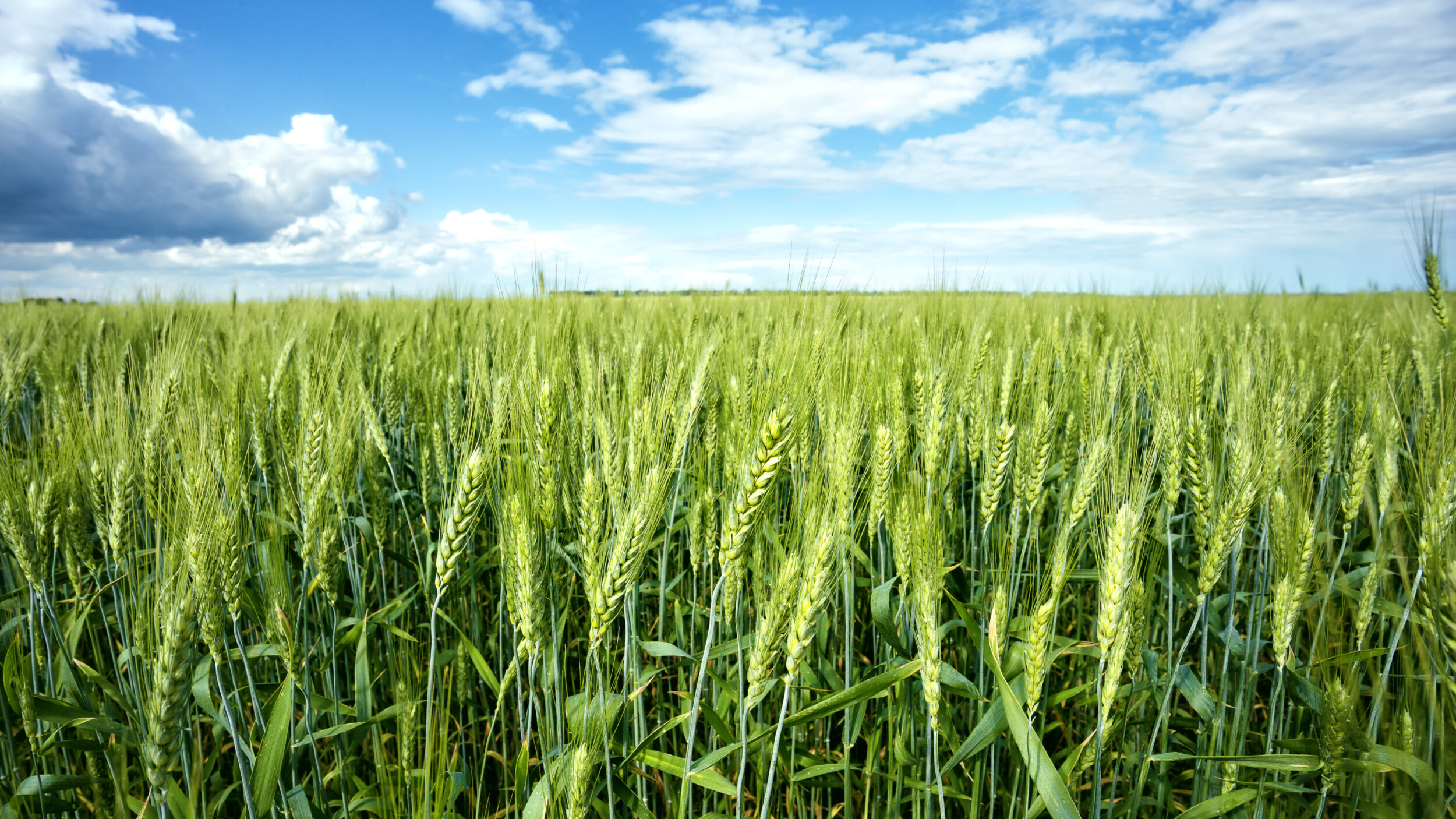 Landwirtschaft Bild Feld