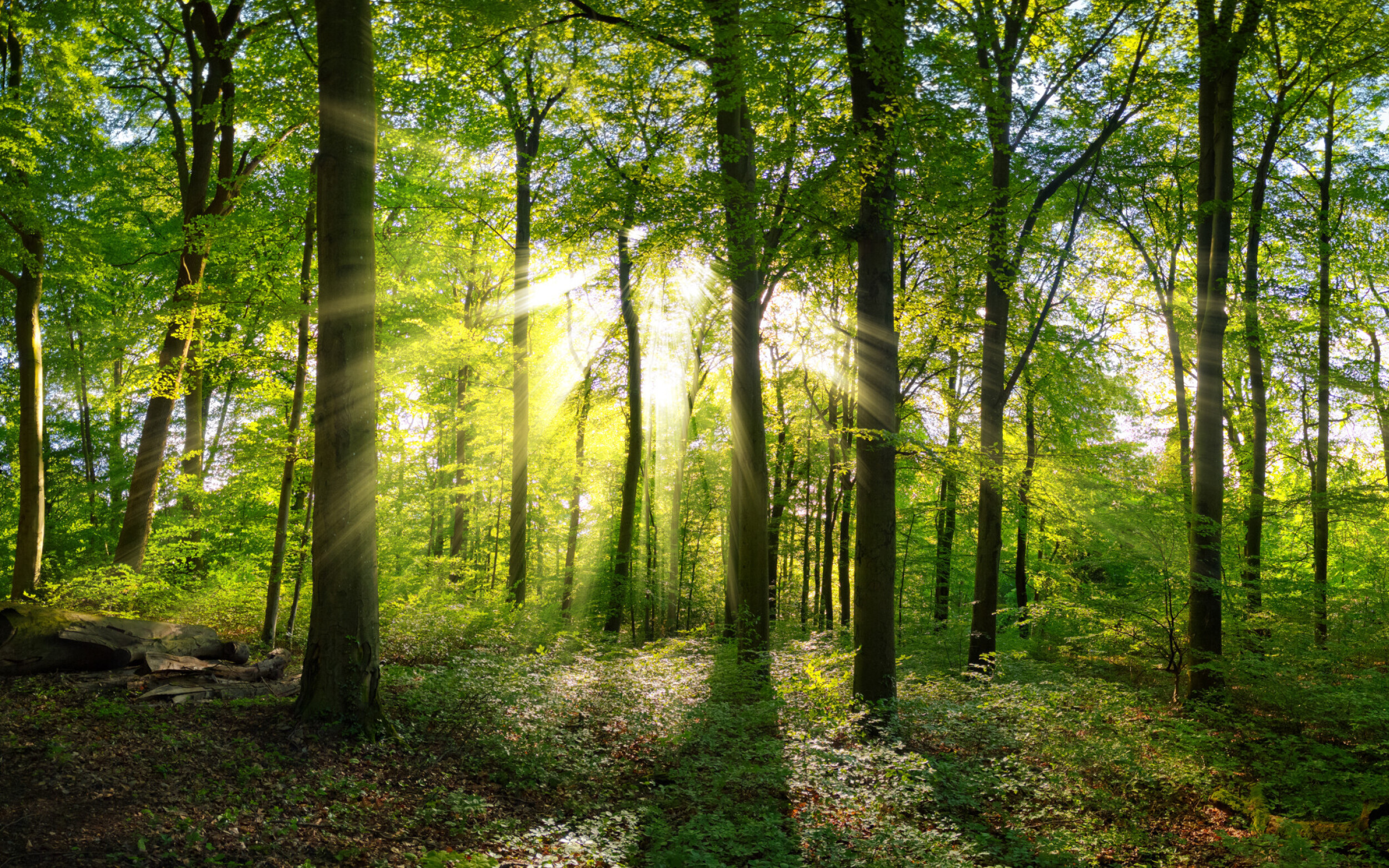 Wald