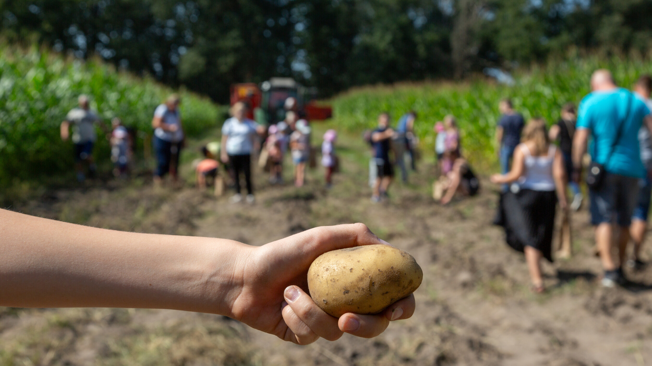 Kartoffeln werden auf einem Feld ausgegraben